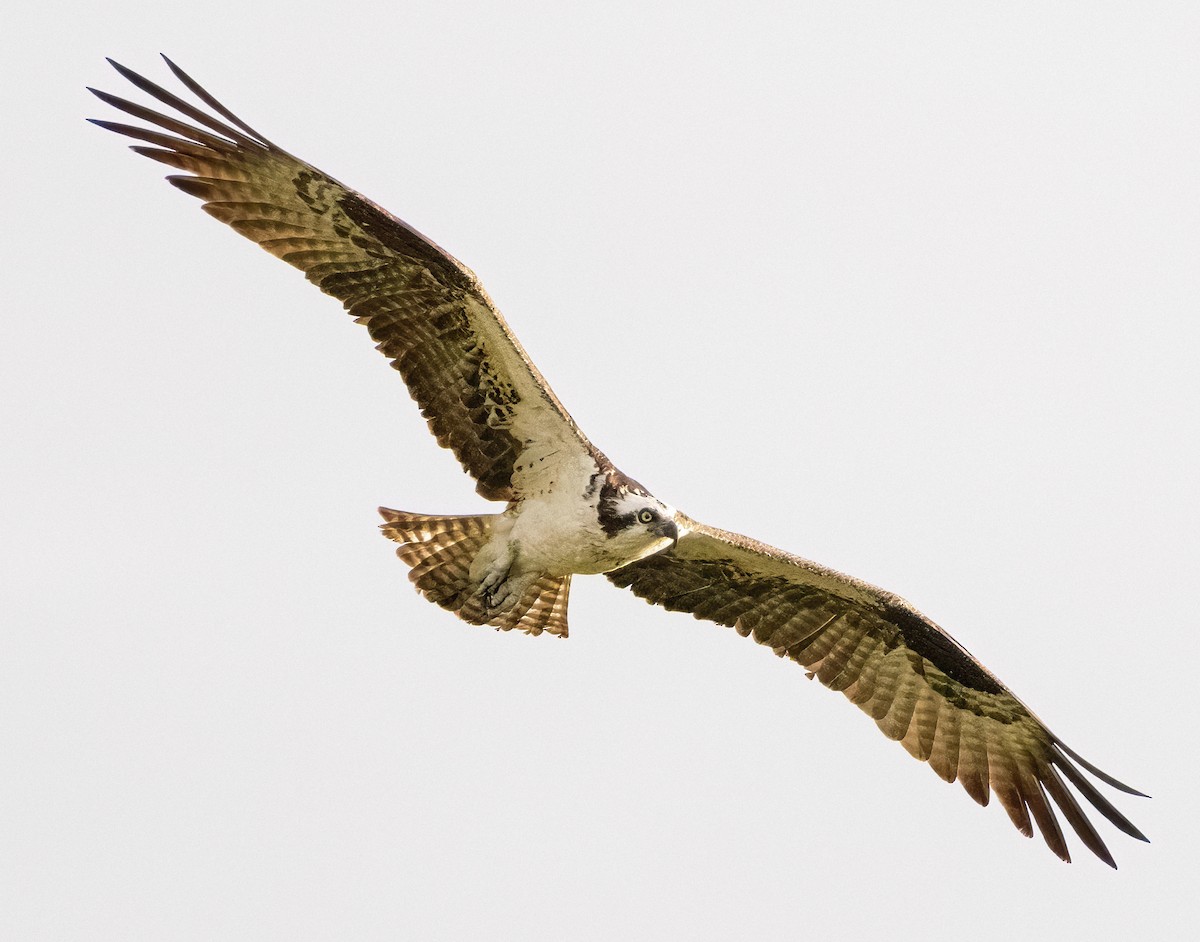 Osprey - ML473093961