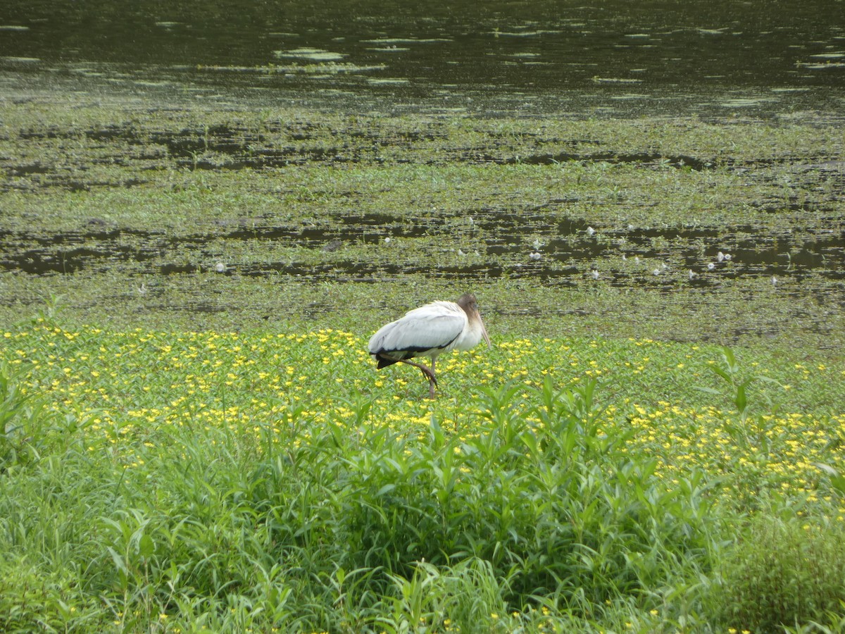 Wood Stork - ML473094521