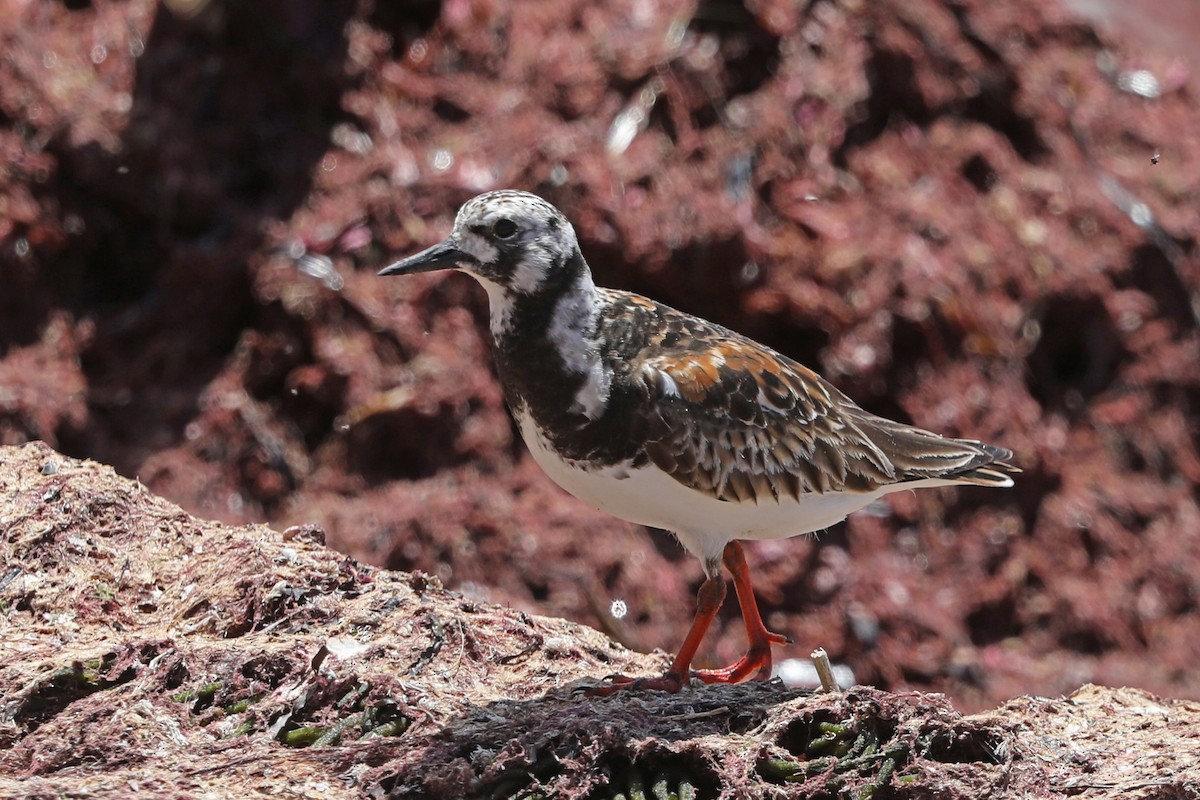 Ruddy Turnstone - Julie Blue