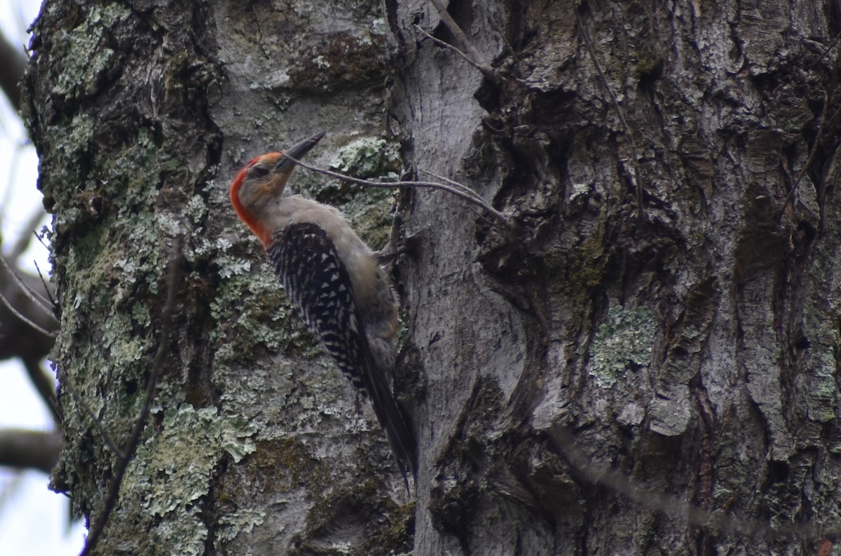 Red-bellied Woodpecker - Jonathan W. 🕊