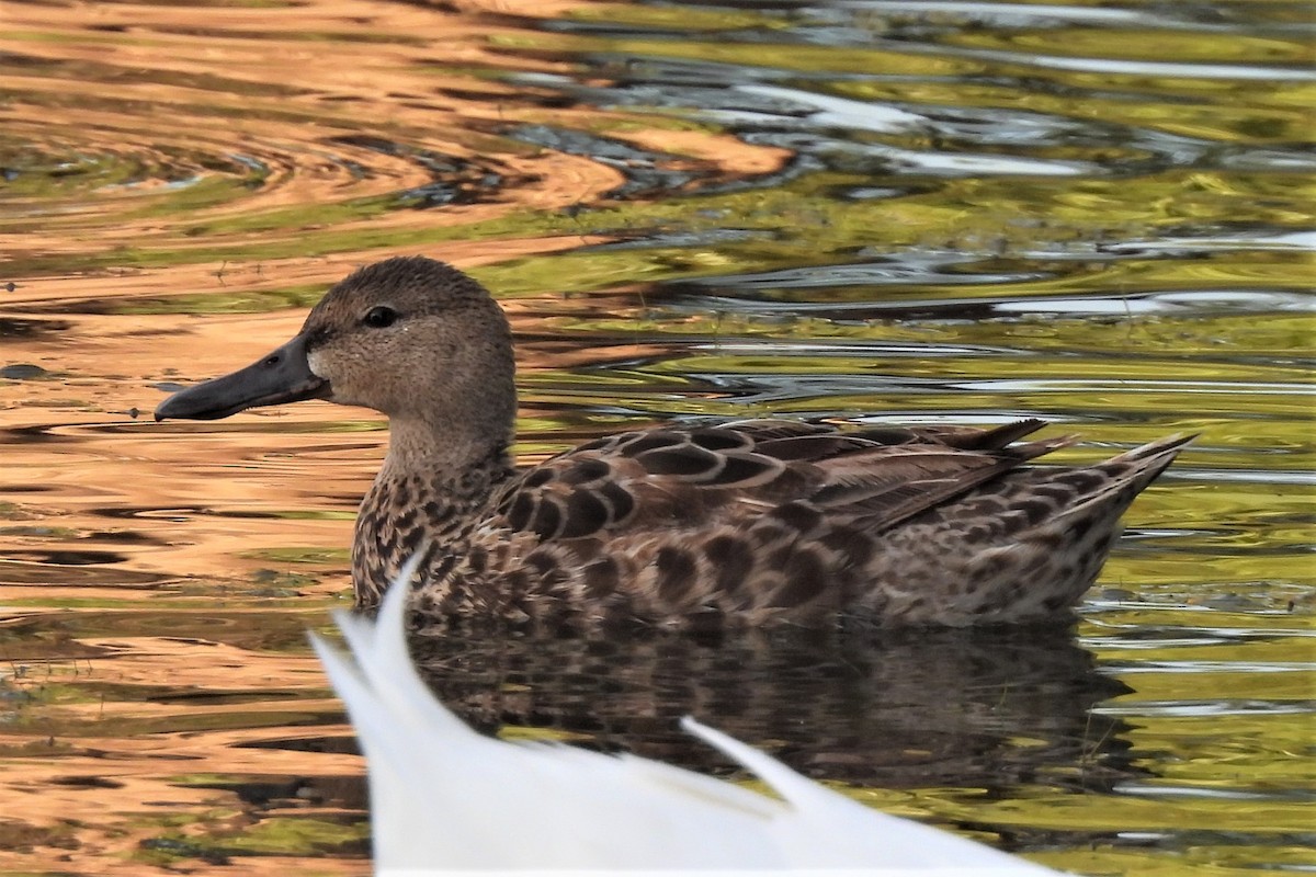 Cinnamon Teal - ML473096111