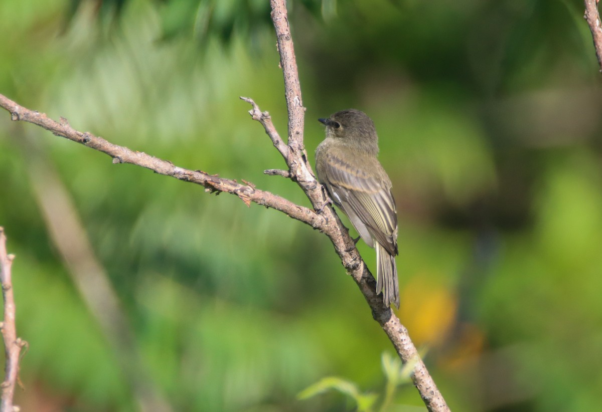 Eastern Phoebe - ML473096561