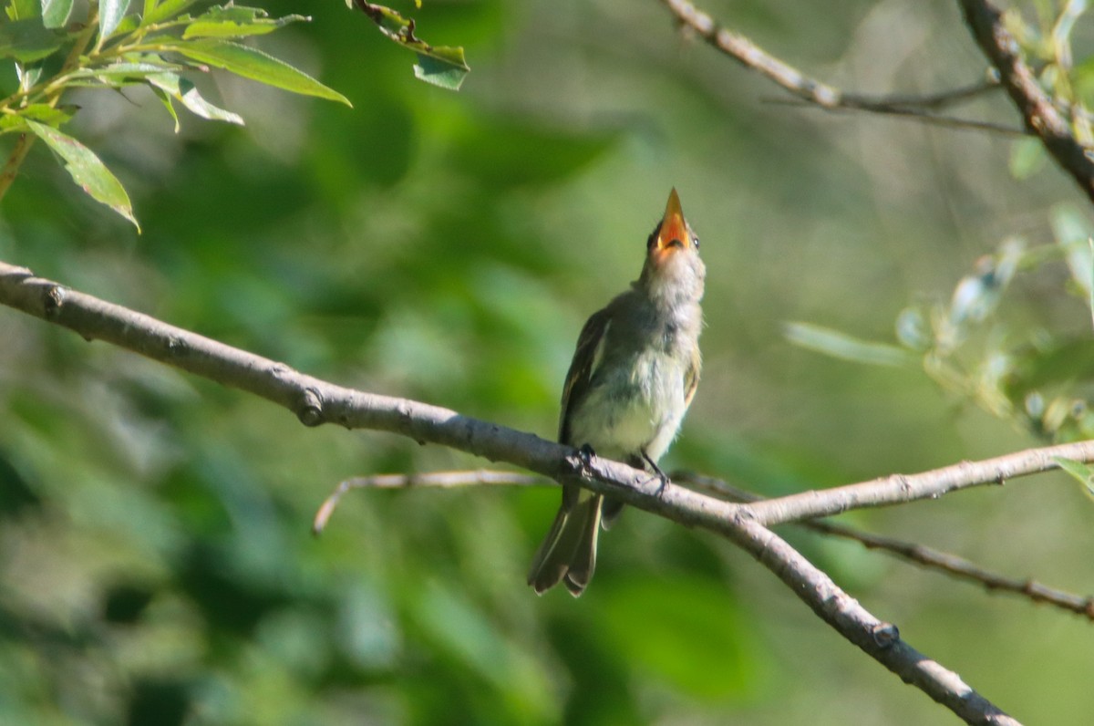 Eastern Phoebe - ML473096801