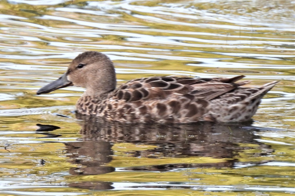 Cinnamon Teal - ML473097191