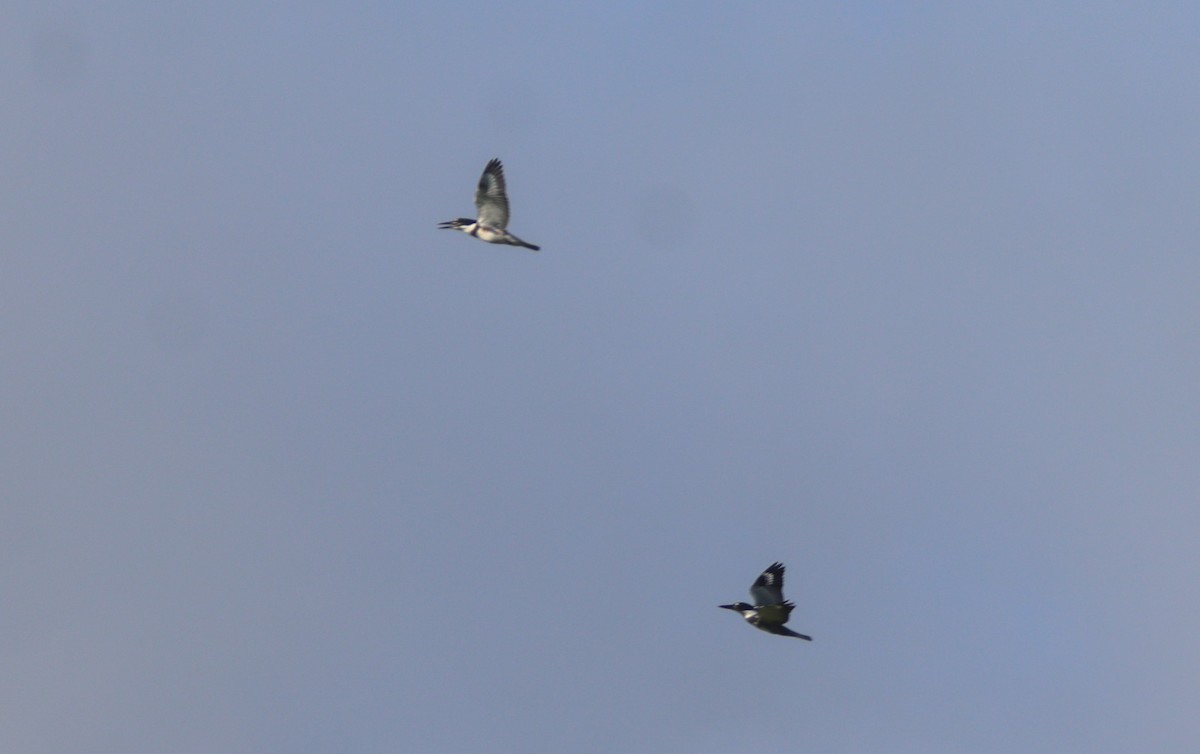 Belted Kingfisher - Sandy C