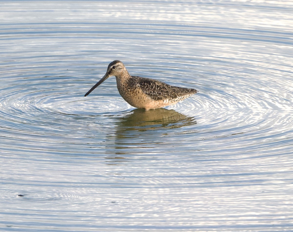 Long-billed Dowitcher - ML473098231