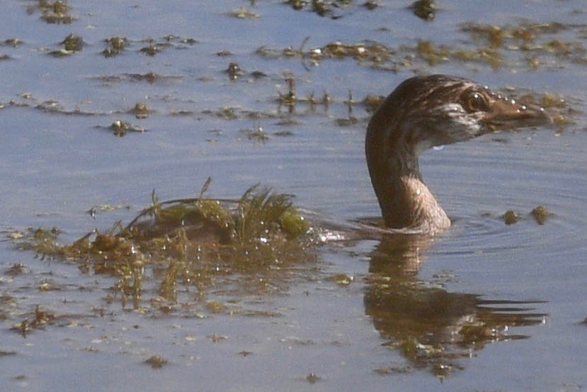 Pied-billed Grebe - ML473098461