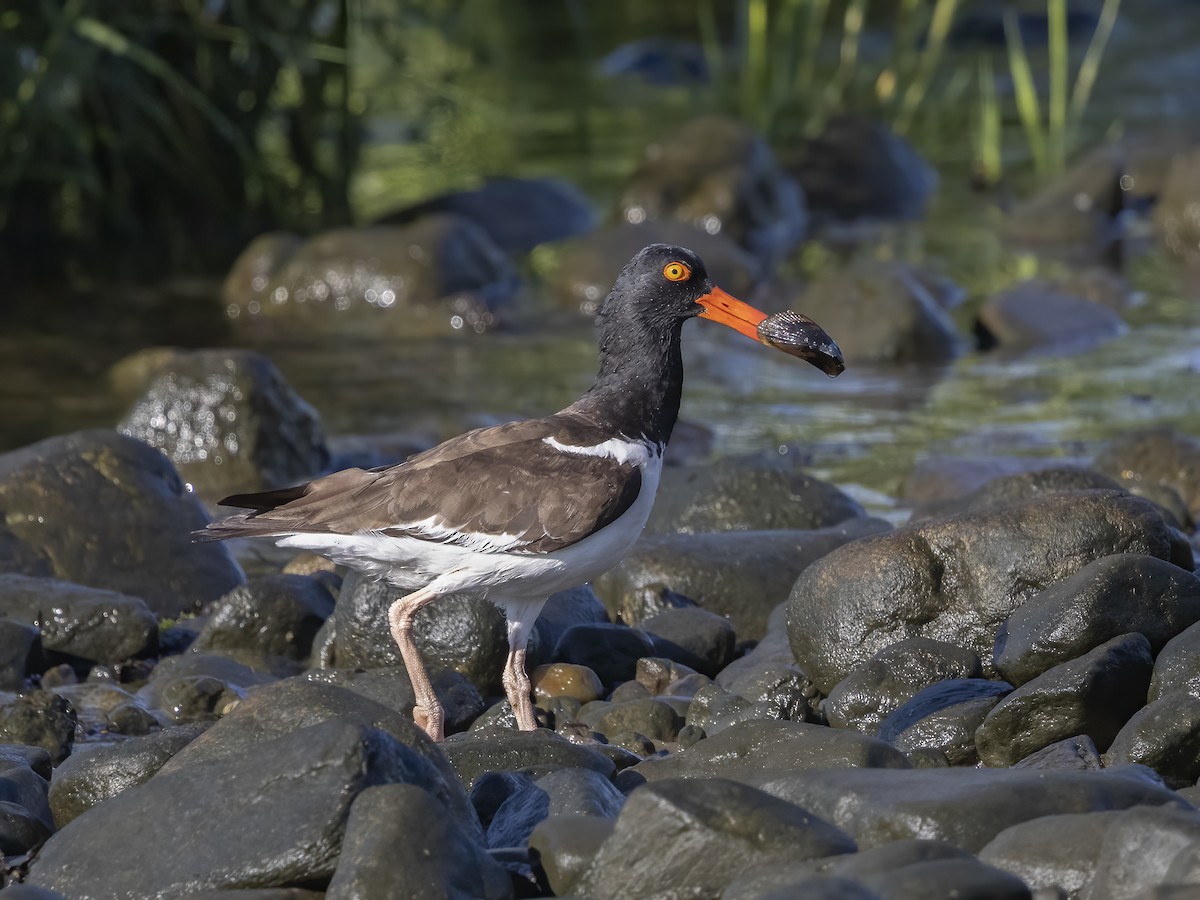 American Oystercatcher - ML473099151