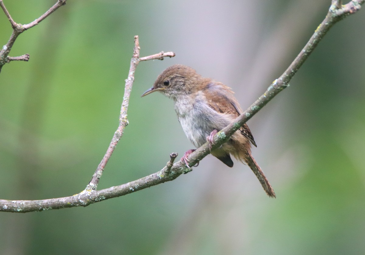 House Wren - ML473099471