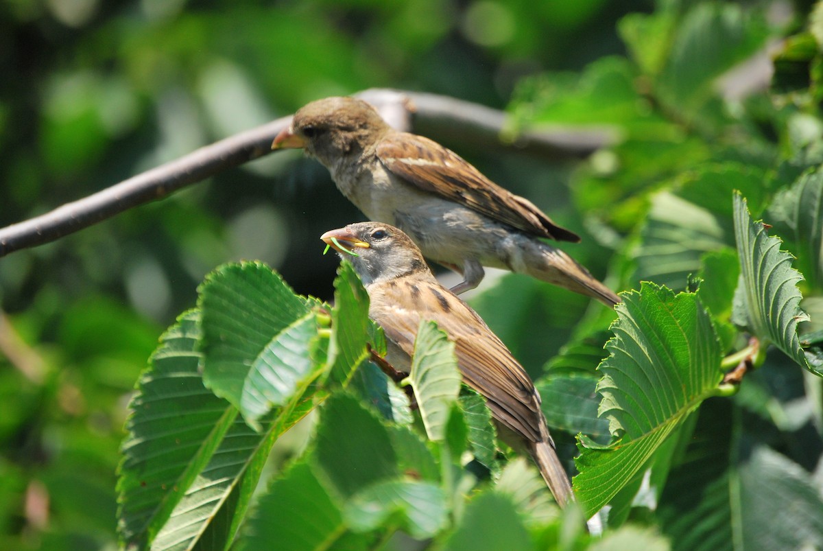 House Sparrow - ML473099661