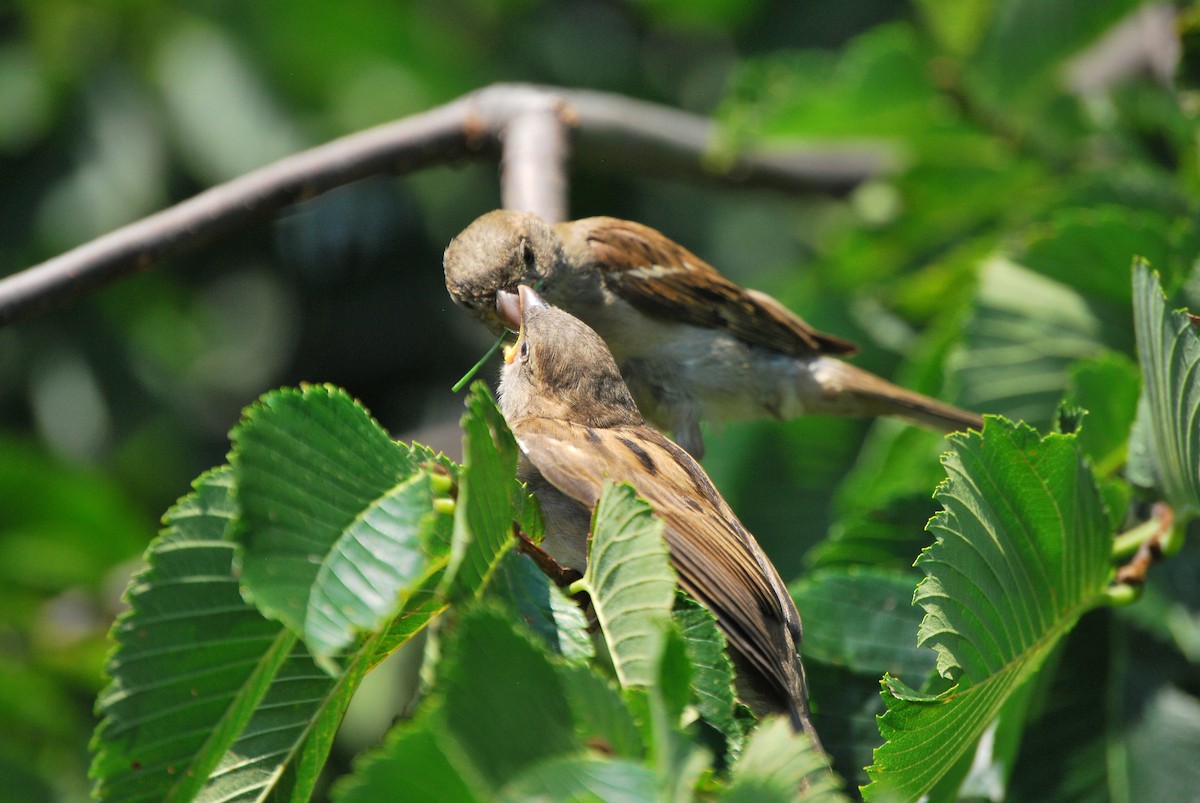 House Sparrow - ML473099701