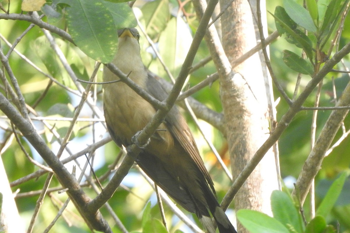 Mangrove Cuckoo - ML473099981