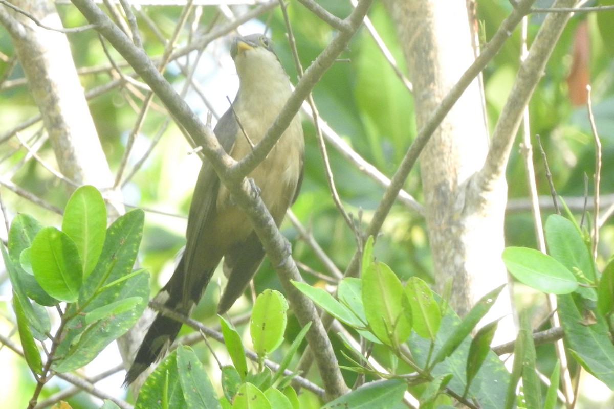 Mangrove Cuckoo - ML473099991