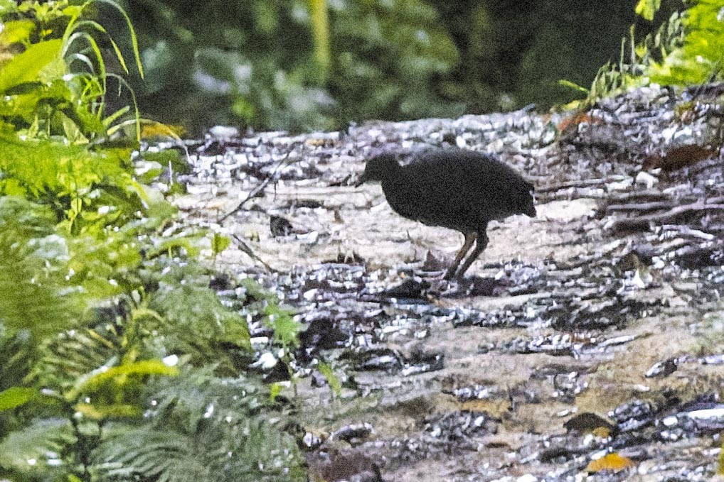 Biak Megapode - ML473100531