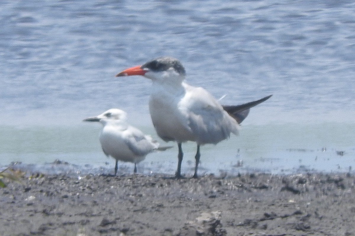 Caspian Tern - Mark L. Hoffman