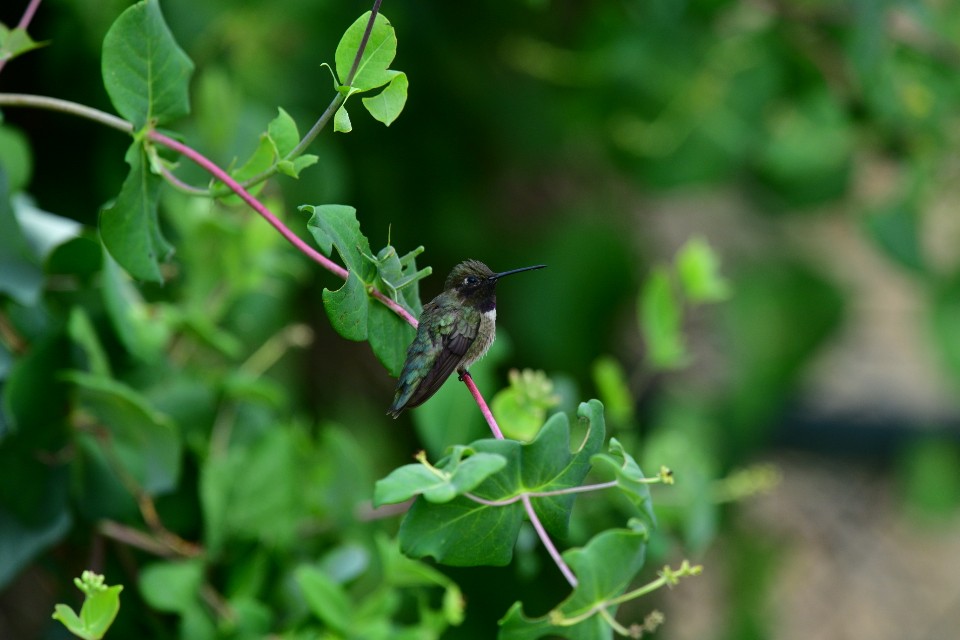 Black-chinned Hummingbird - ML473100921