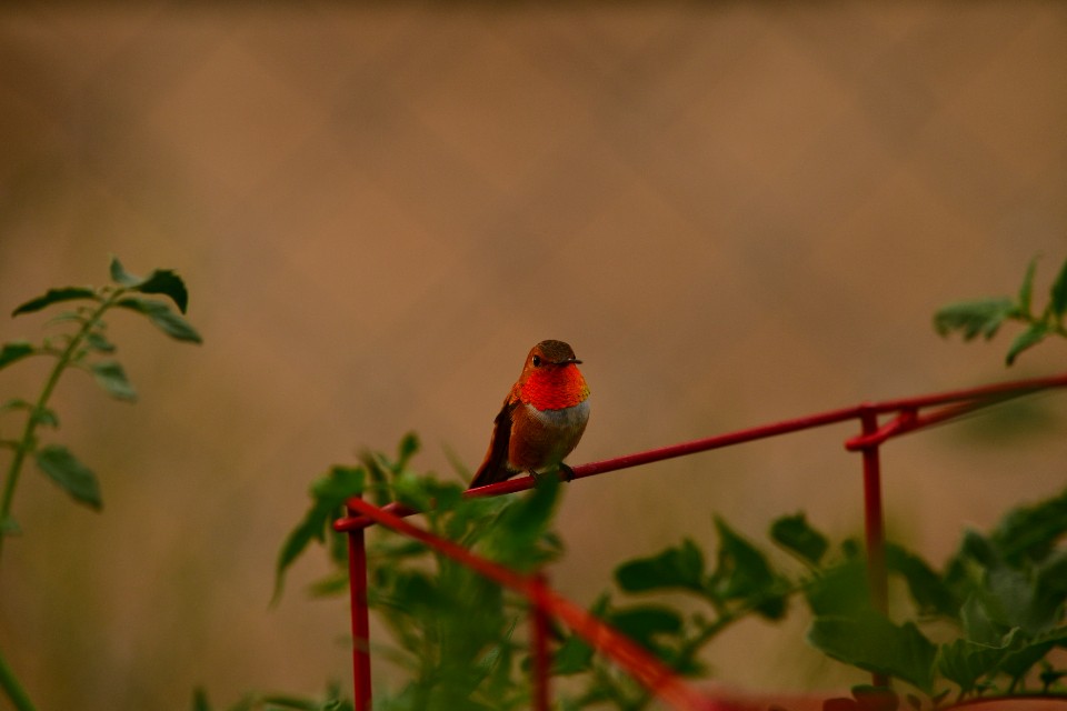 Rufous Hummingbird - ML473101111
