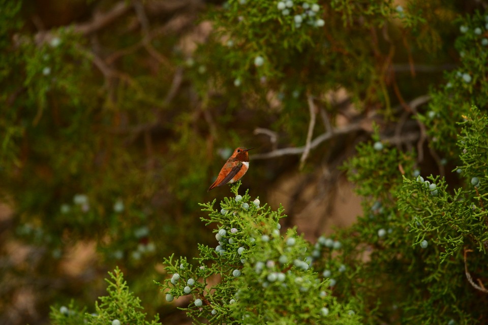 Rufous Hummingbird - ML473101261