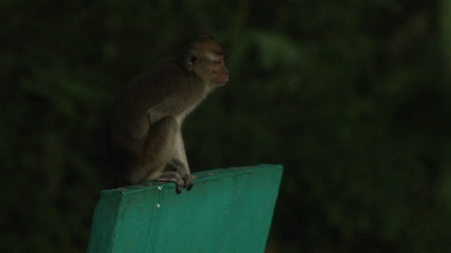 Long-tailed Macaque - ML473102