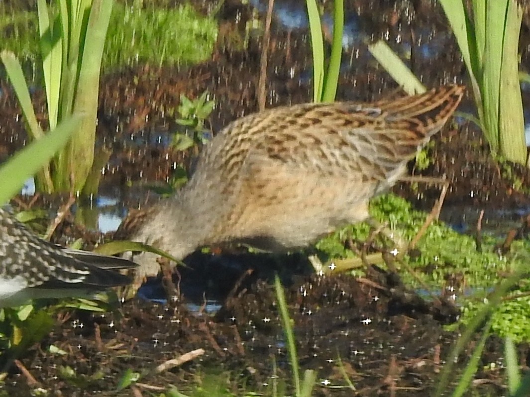 Short-billed Dowitcher - ML473102081