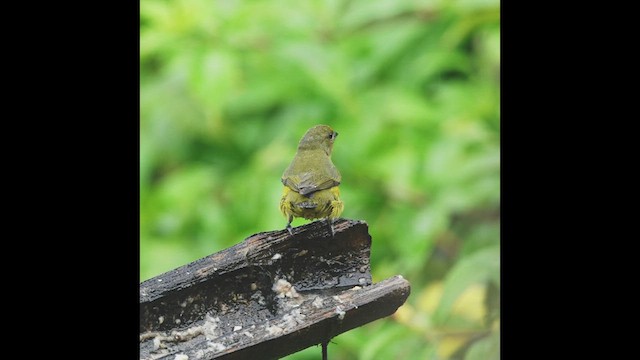 Violaceous Euphonia - ML473102681