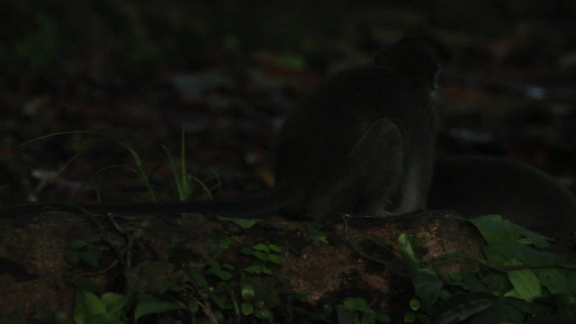 Long-tailed Macaque - ML473103