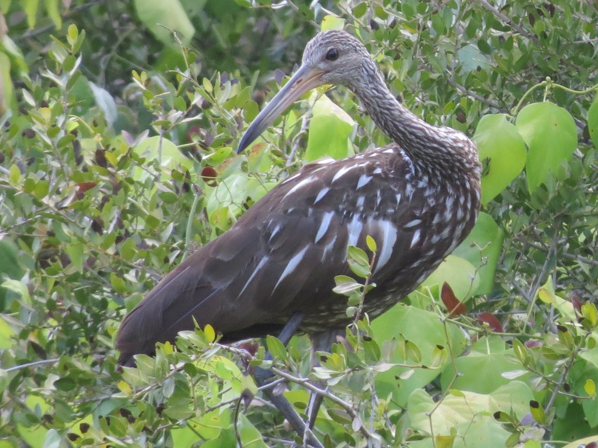 Limpkin - ML473103401