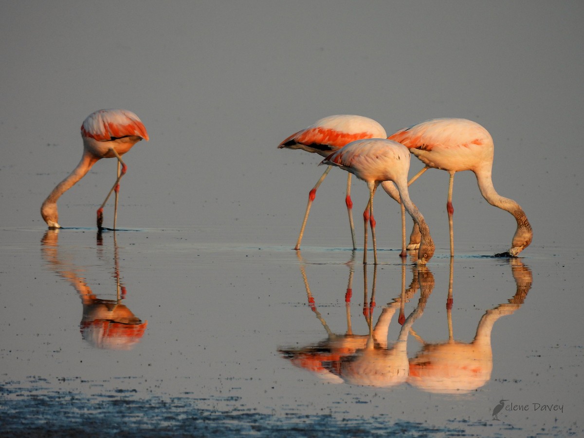Chilean Flamingo - ML473103711