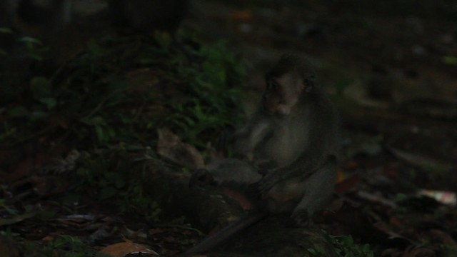 Long-tailed Macaque - ML473104