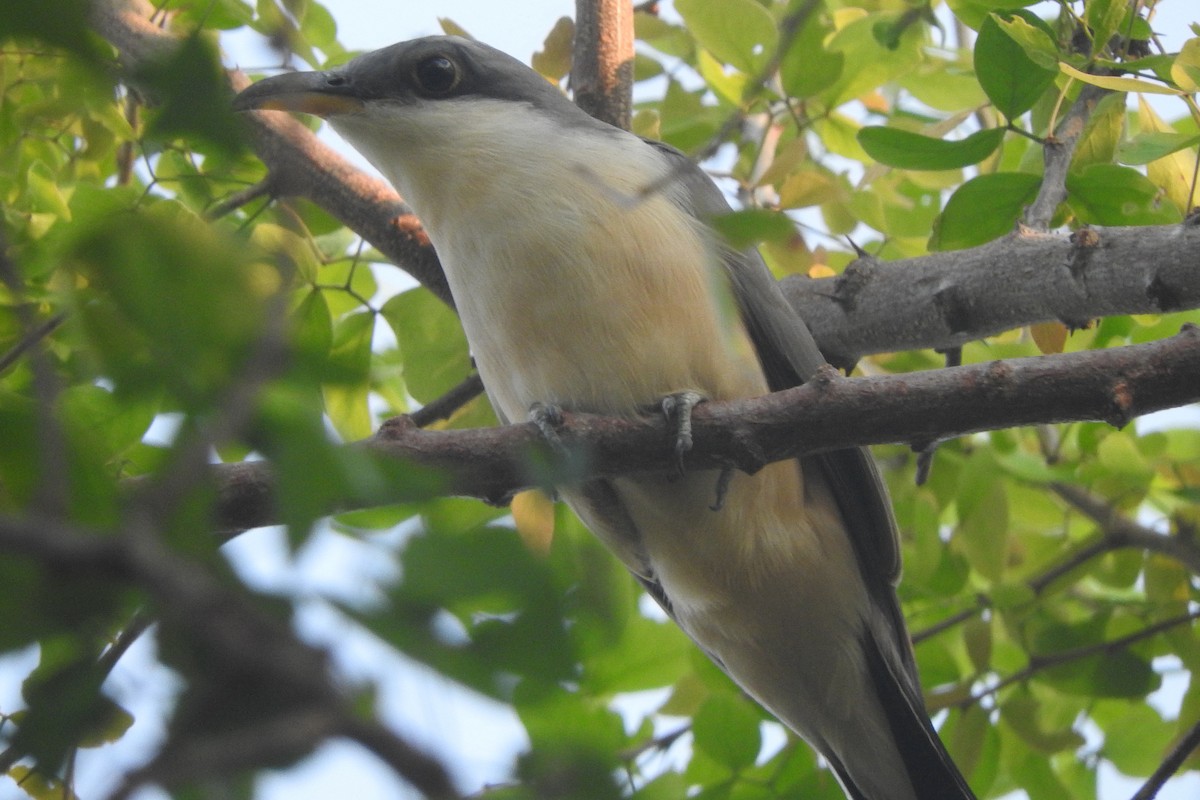 Mangrove Cuckoo - ML473104111