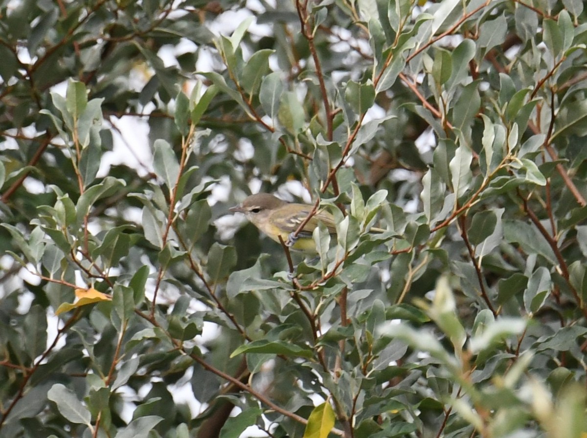 Bell's Vireo - ML473104251