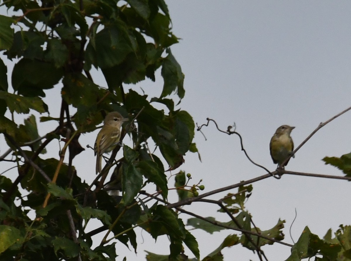 Bell's Vireo - ML473104261