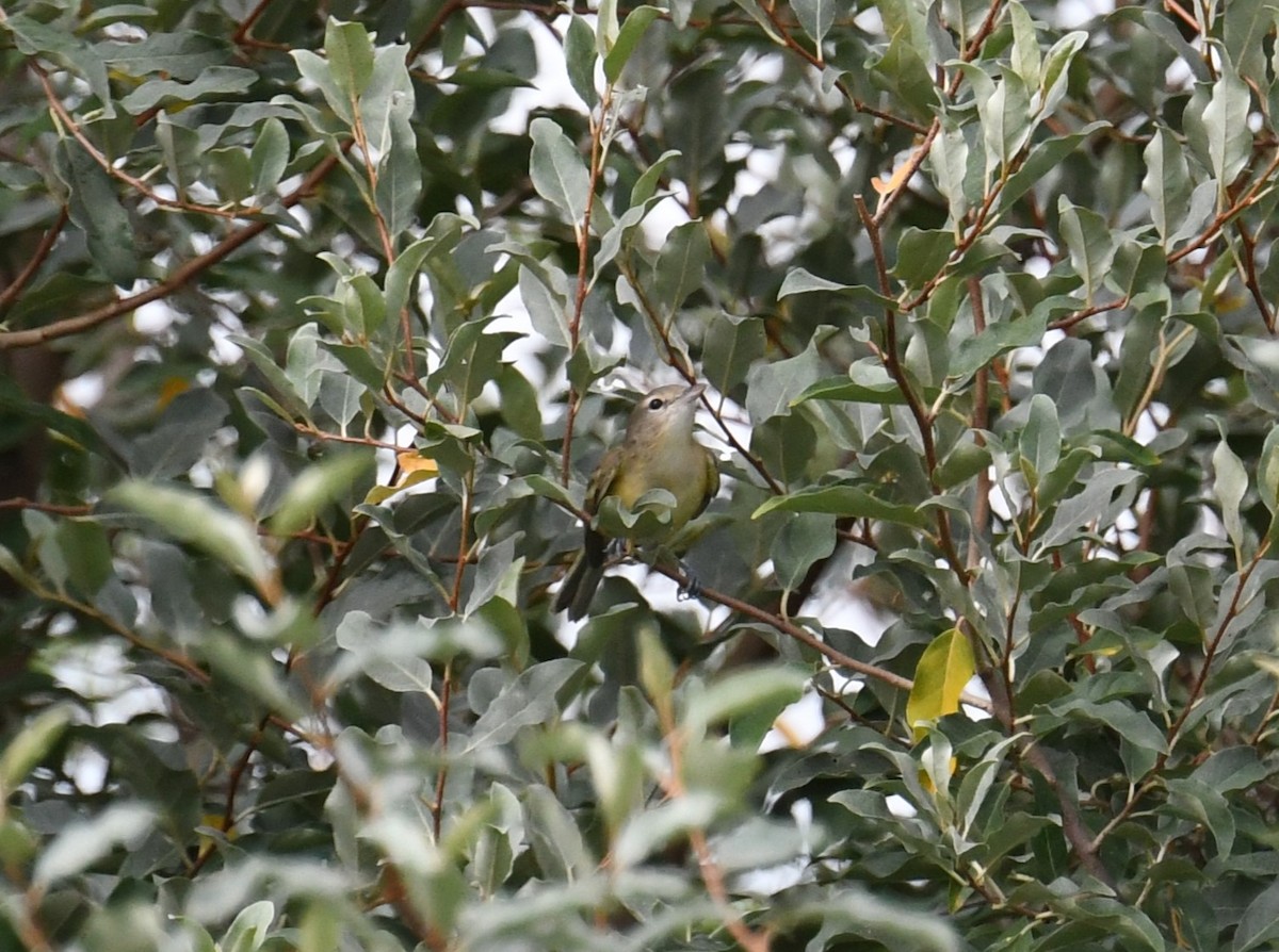 Bell's Vireo - ML473104271