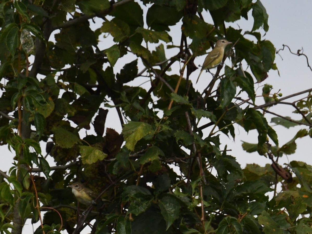 Bell's Vireo - ML473104281