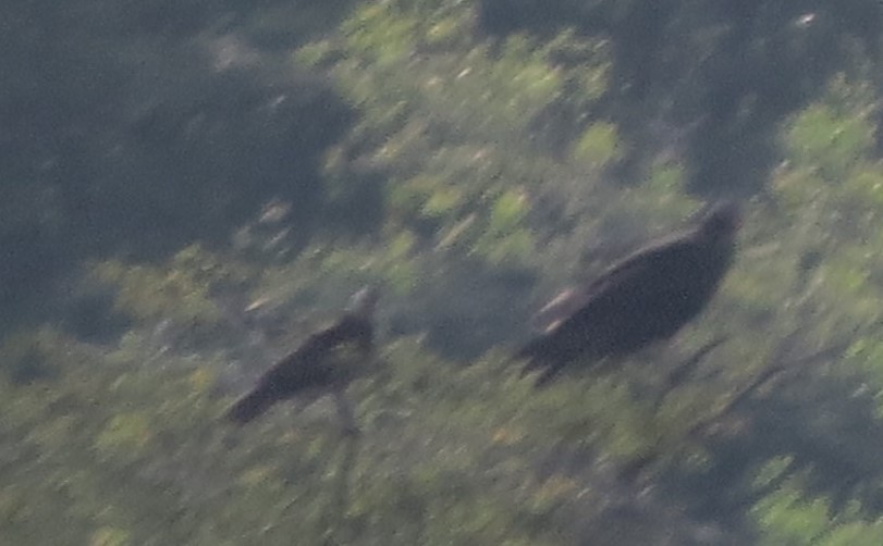 Snail Kite - Jackie Girouard