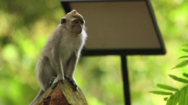 Long-tailed Macaque - ML473105