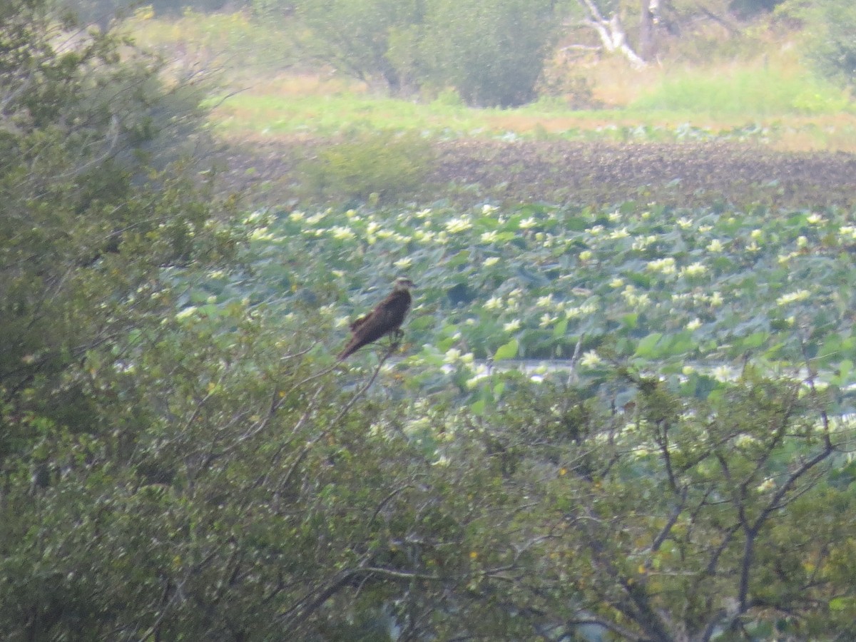 Snail Kite - Jackie Girouard