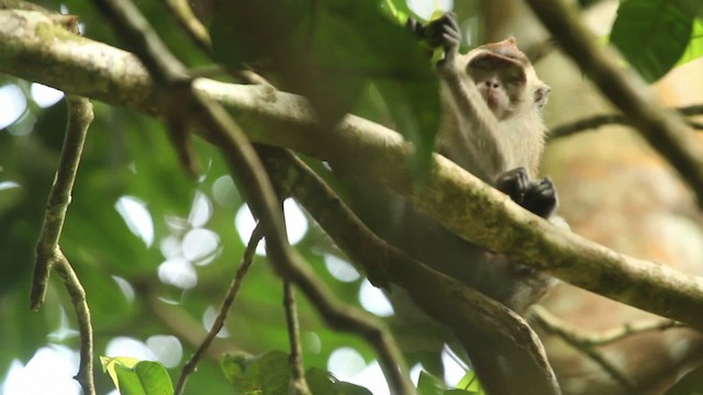 Long-tailed Macaque - ML473107