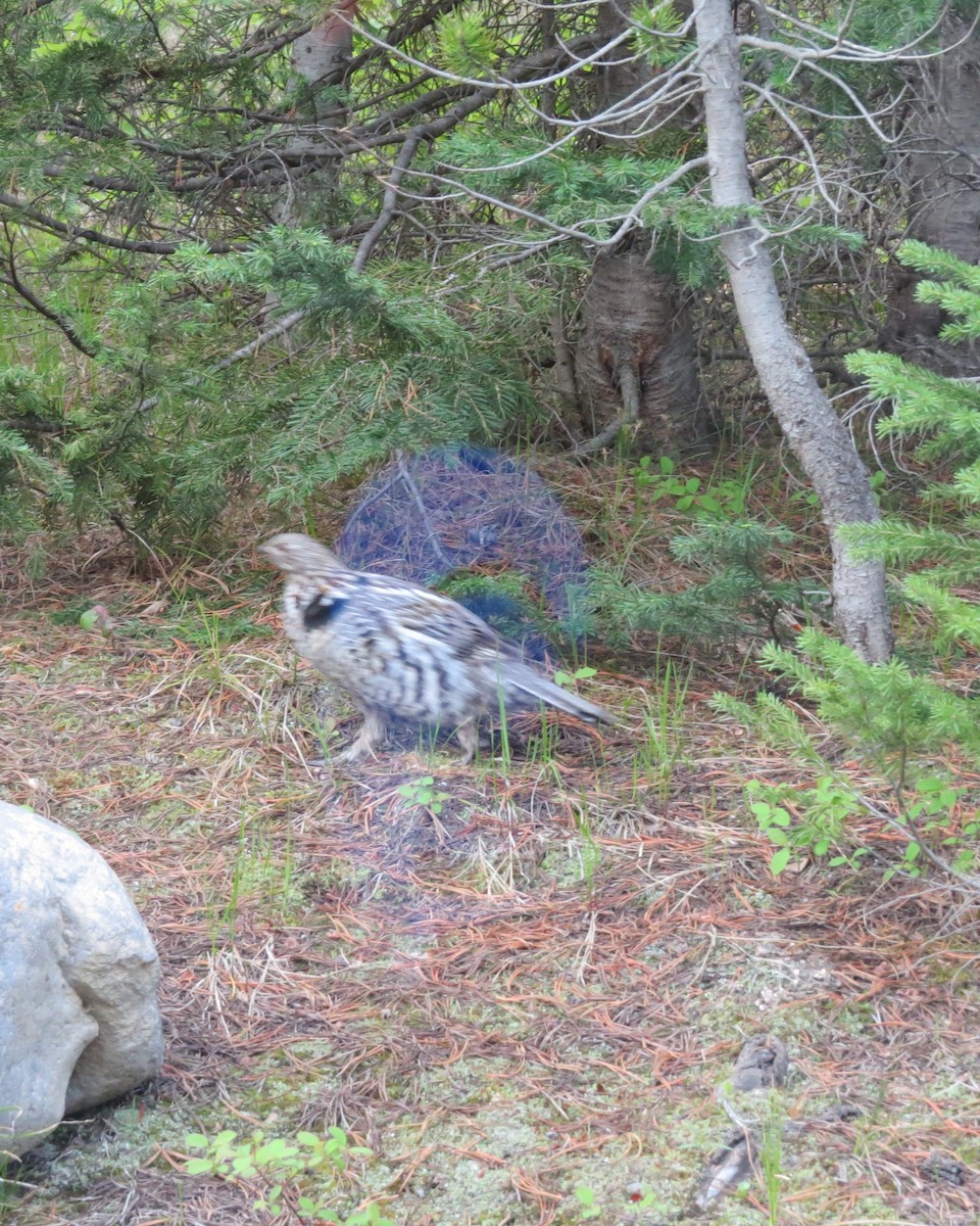 Ruffed Grouse - ML473107291