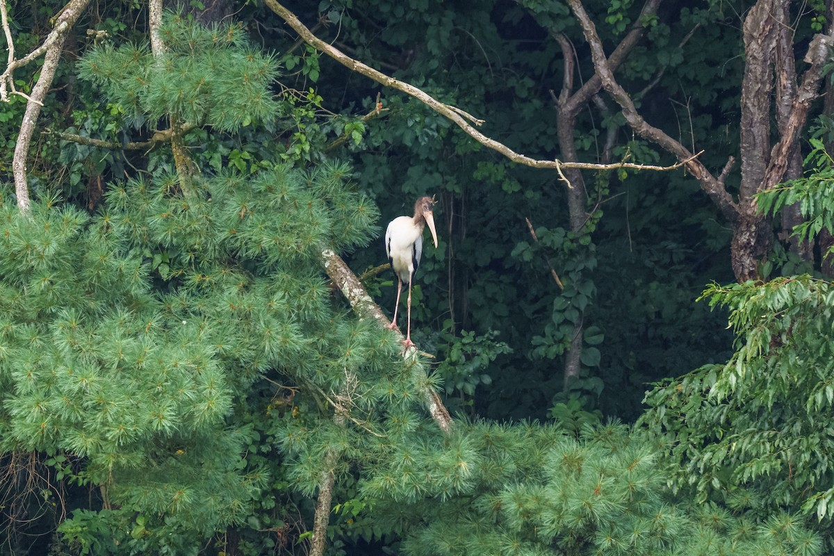 Wood Stork - Jeff Hapeman