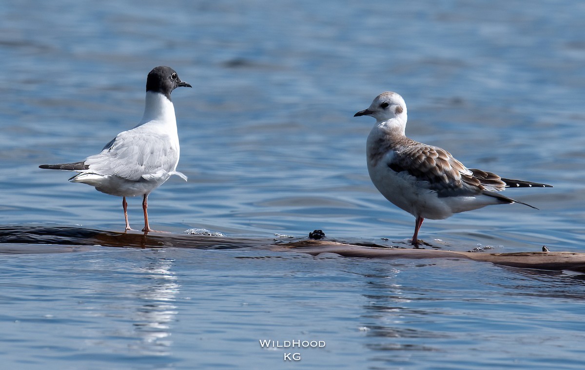 Gaviota de Bonaparte - ML473109331
