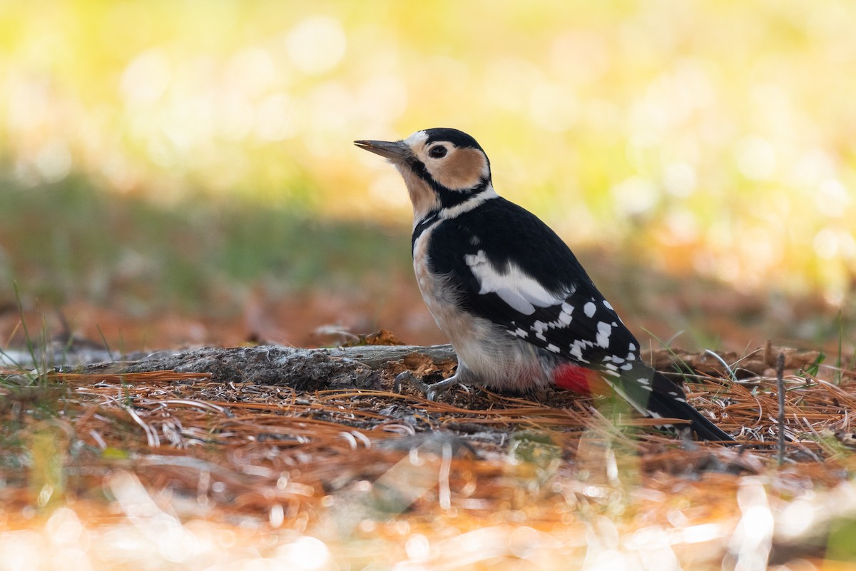 Great Spotted Woodpecker - Colette English