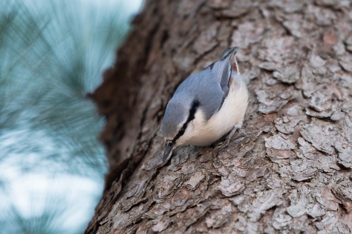 Eurasian Nuthatch - Colette English