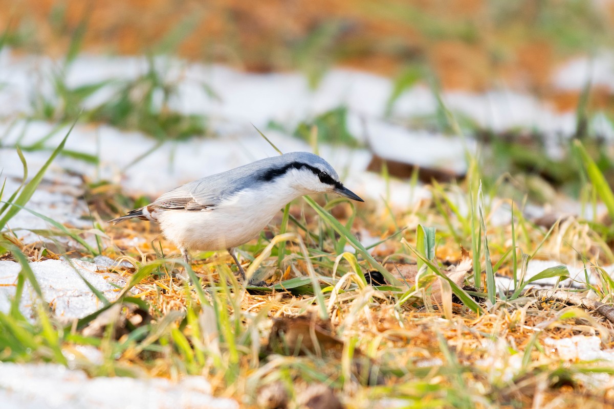Eurasian Nuthatch - Colette English