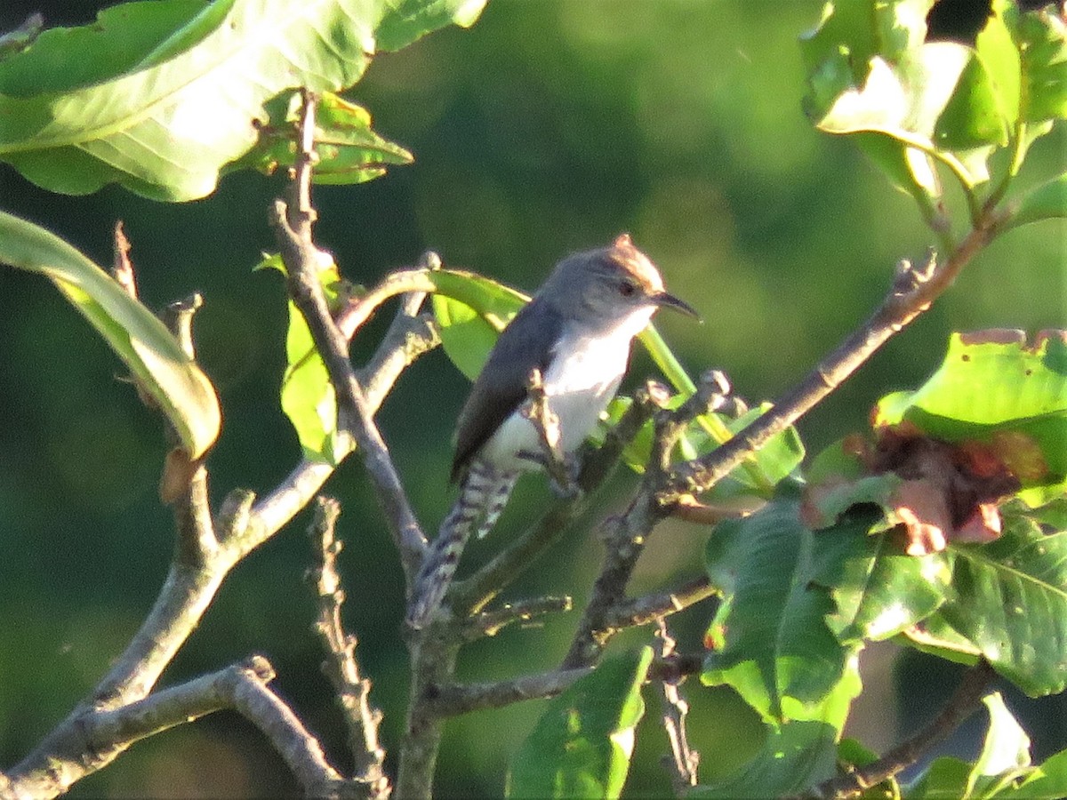 Tooth-billed Wren - Sandy Gallito