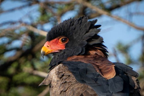 Bateleur - ML473111321