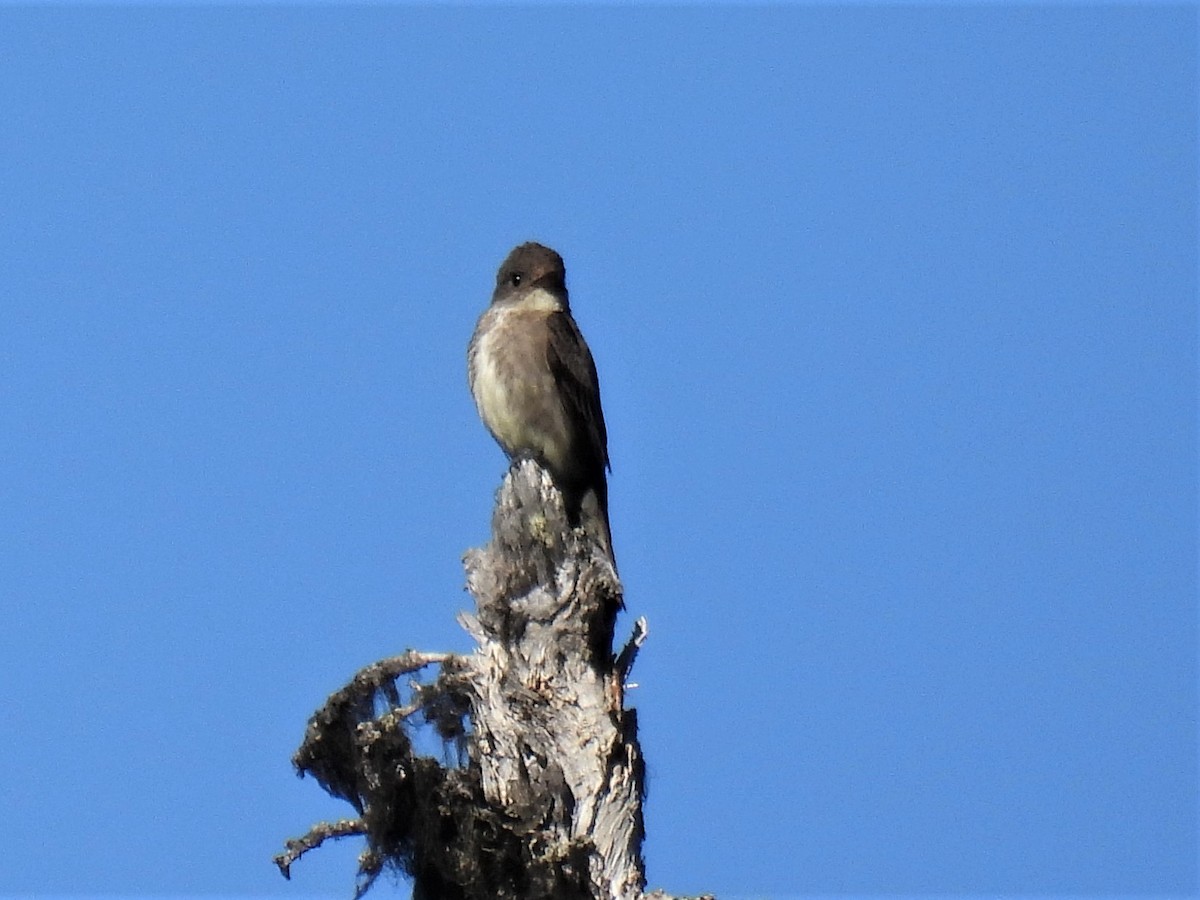 Olive-sided Flycatcher - ML473111341