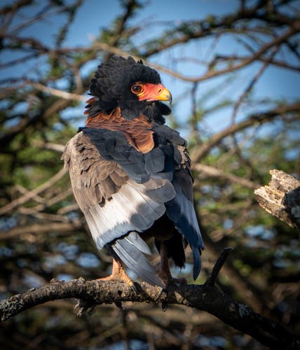 Bateleur - ML473111491