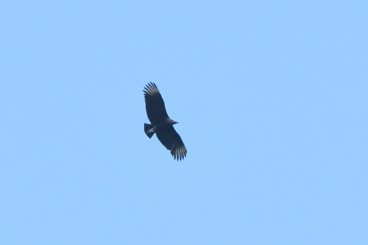 Black Vulture - Vern Wilkins 🦉