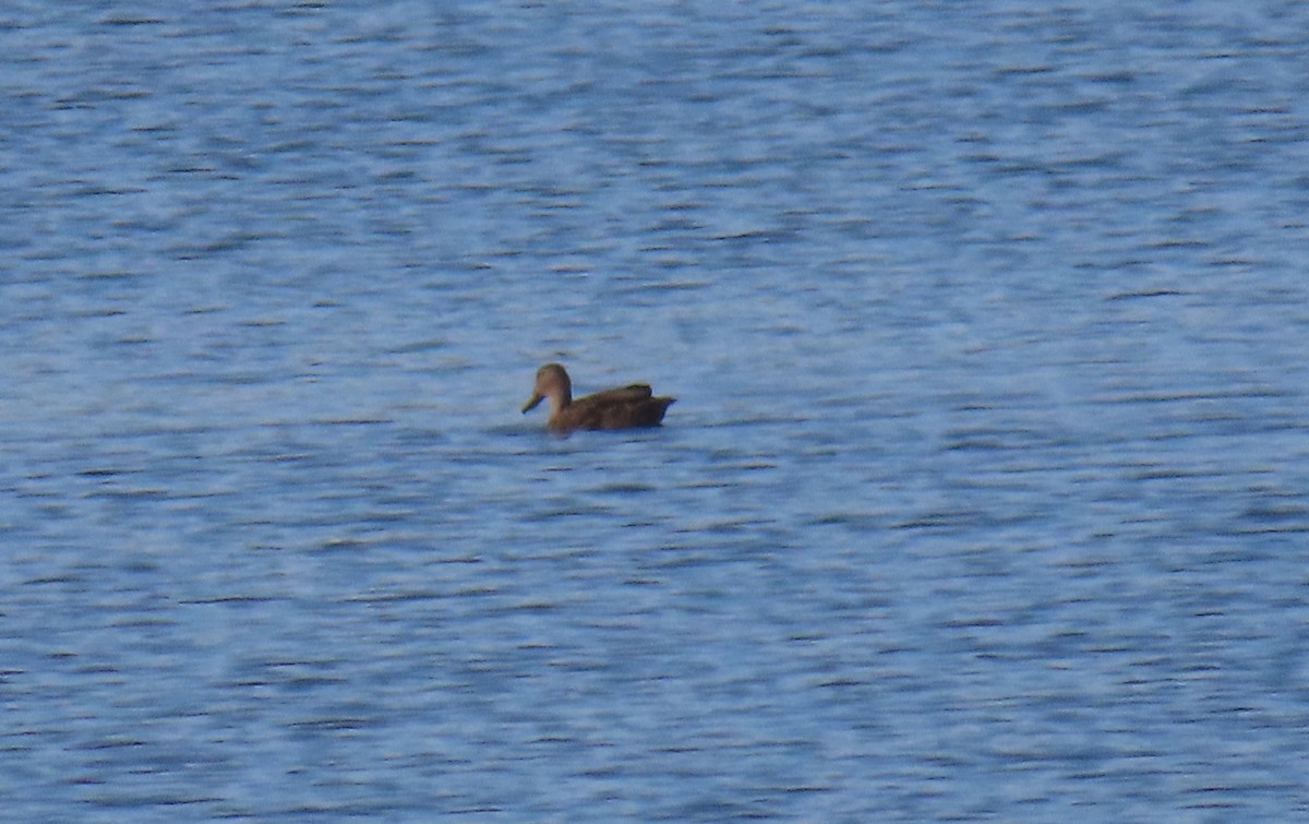 Mexican Duck - ML473113691